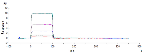 SPR sensorgram illustrating real-time binding kinetics of TIGIT interaction at multiple analyte concentrations, showing rapid association and dissociation phases.