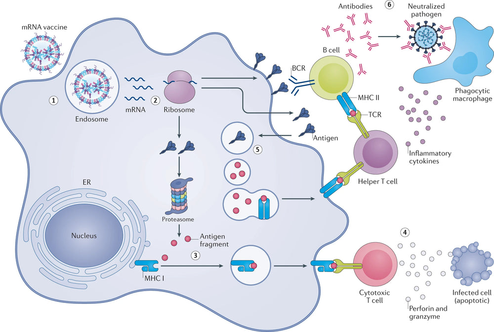 mRNA vaccine mechanism: Antigen production triggers immune responses, activating T and B cells for pathogen neutralization.