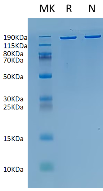 supra-ABE (Adenine Base Editor)