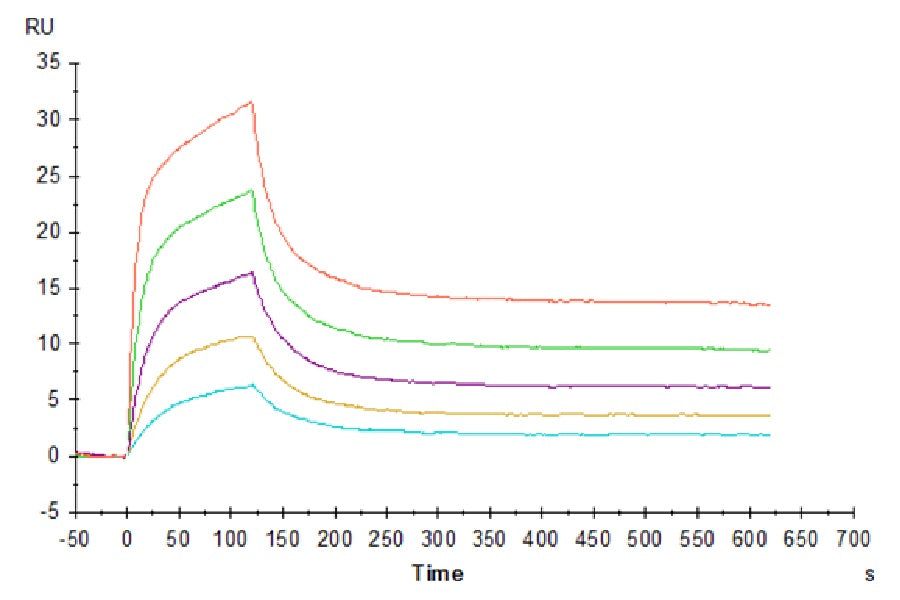 SPR sensorgram displaying binding kinetics at multiple concentrations for affinity characterization of protein interaction.