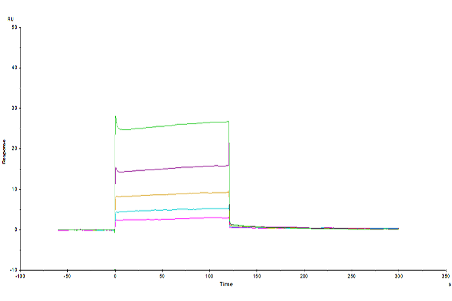 Human LILRB2/CD85d/ILT4 Domain1&2 Protein (LIL-HM12D)