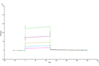 Human LILRB2/CD85d/ILT4 Domain1&2 Protein (LIL-HM12D)