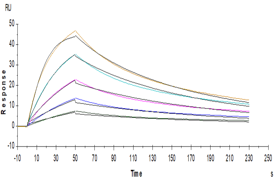 Non-biotinylated Human IL-5 R alpha/CD125 Protein (ILR-HM45R)