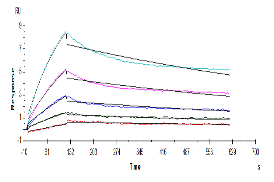 SPR sensorgram showing real-time binding responses across multiple analyte concentrations for kinetic analysis of protein-protein interaction.