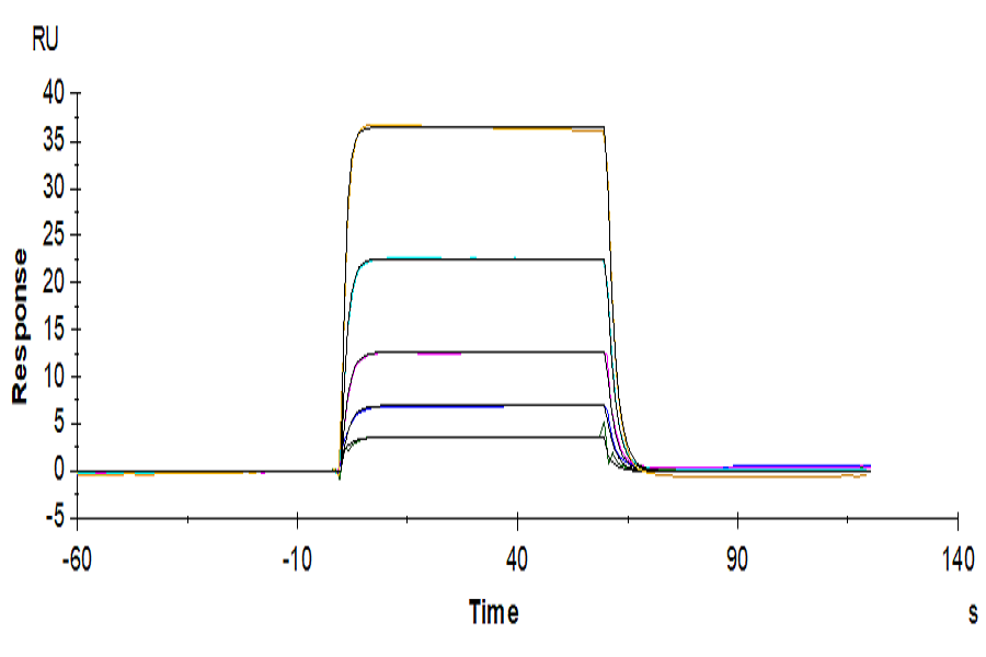 Biotinylated Human DNAM-1/CD226 Protein (DAM-HM101B)