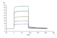 Mouse Fc gamma RIIB/CD32b Protein (CDB-MM101)