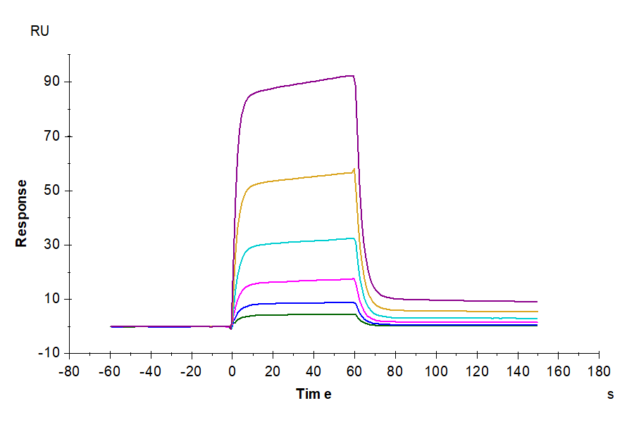 Biotinylated Human B7-H6/NCR3LG1 Protein (BH7-HM476B)