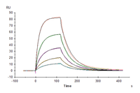 Sensorgram showing the response of a ligand binding experiment over time. The x-axis represents time in seconds, and the y-axis shows response units (RU). Multiple curves, each representing a different concentration, show the ligand-receptor interaction and dissociation over time.