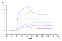 Human IL-6 Protein (IL6-HE001)