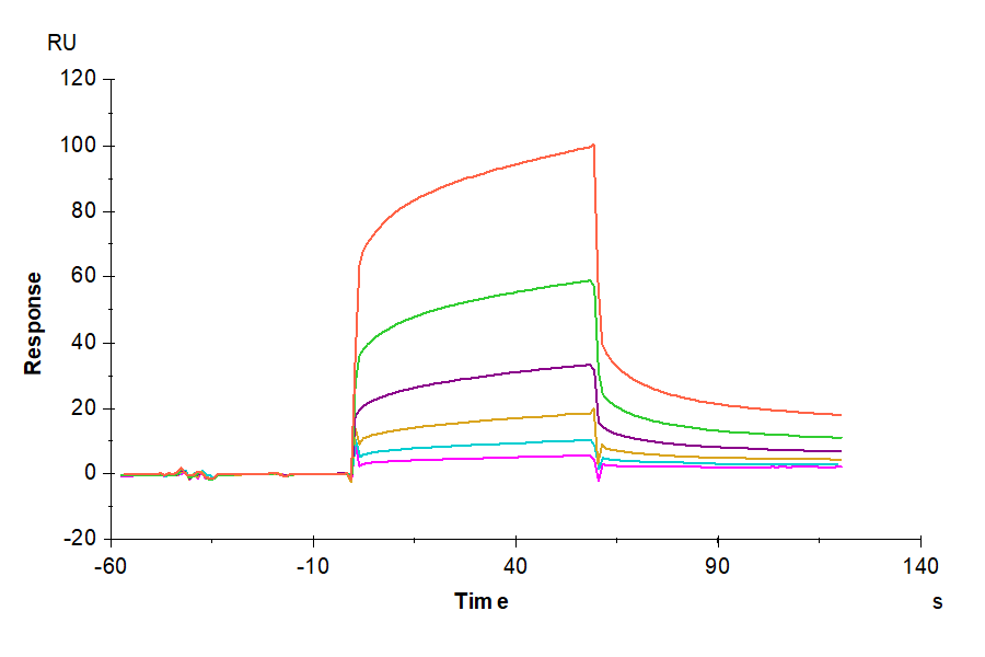 Biotinylated Human CEACAM-6/CD66c Protein (CAM-HM406B)