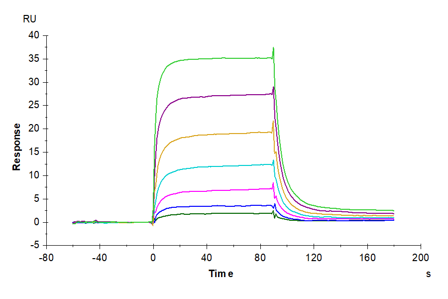 SPR sensorgram showing real-time binding responses at multiple analyte concentrations, indicating strong association and dissociation kinetics of the interaction