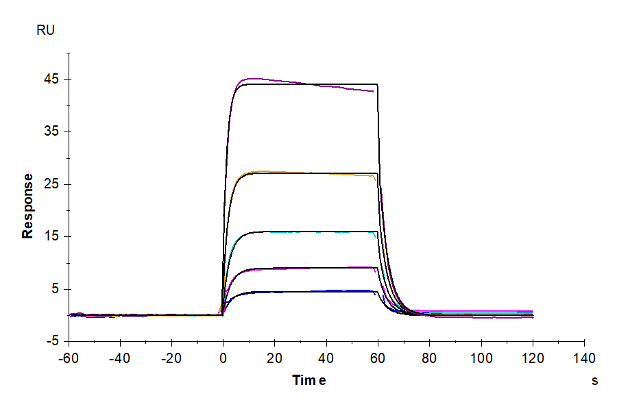 Sensorgram showing multi-concentration binding response curves in SPR assay for protein-ligand interaction analysis over time.