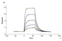 Human PLAU/uPA Protein (active form) (PLA-HM101)