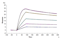 Cynomolgus PLAU/uPA Protein (active form) (PLA-CM101)