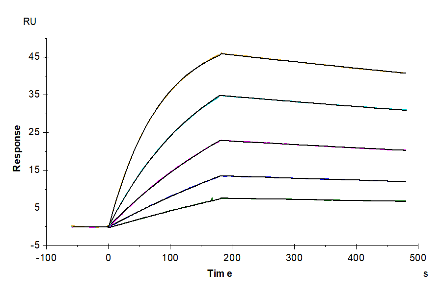 SPR sensorgram showing the binding kinetics between Cynomolgus Axl and Cynomolgus GAS6 protein at varying concentrations, with multiple response curves indicating strong affinity and slow dissociation over time.