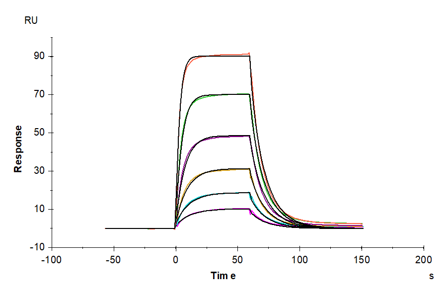 Mouse CD200 R1/CRTR2 Protein (CD2-MM4R1)