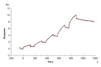 SPR binding kinetics sensorgram showing stepwise association of analyte with immobilized ligand over time, used to assess molecular interaction strength.