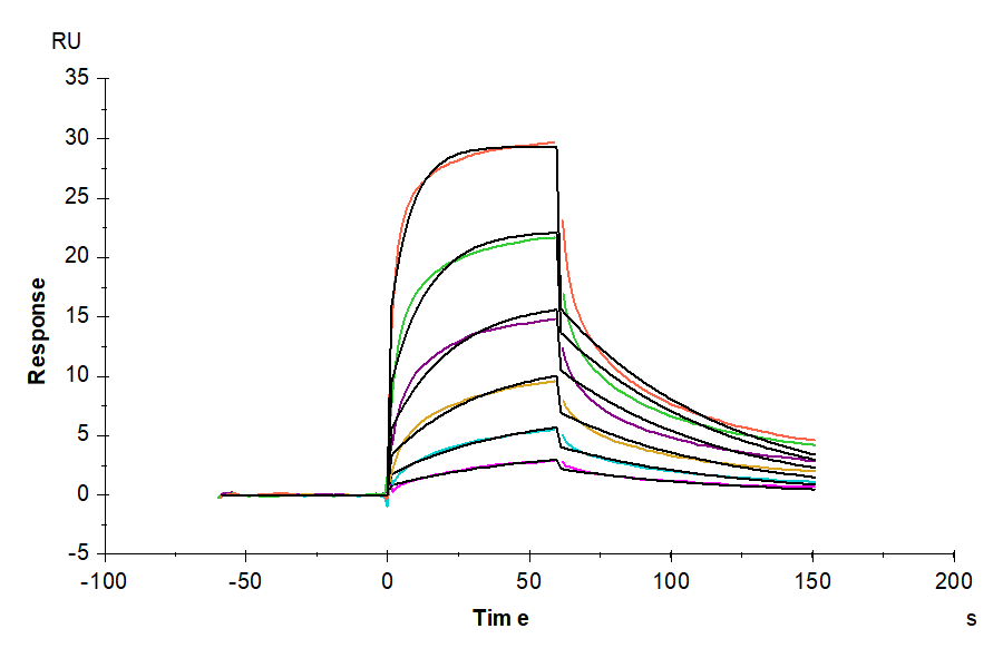 SPR sensorgram showing binding interactions between human IFN alpha 1, hFc tag, and human IFN alpha/beta receptor, with multiple colored curves representing different analyte concentrations and an affinity constant of 0.12 µM.