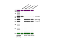 CRISPR Cas9 Protein (CAS-EE109)