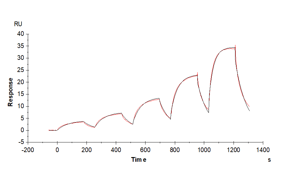 Biotinylated Human FGF10 Protein (Primary Amine Labeling) (FGF-HE010B)