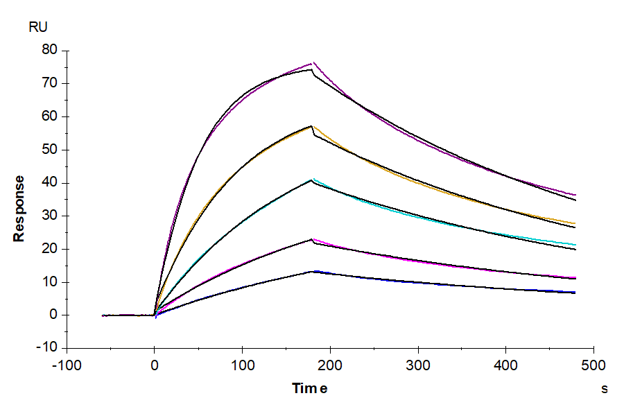 Cynomolgus IL-17F Protein (ILF-CM117)