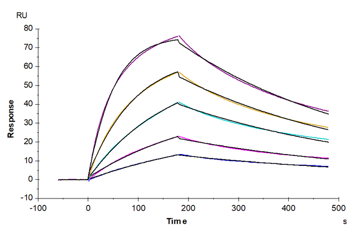 Cynomolgus IL-17F Protein (ILF-CM117)