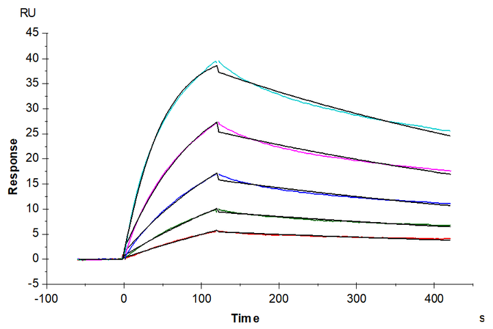 Non-biotinylated Human TNF alpha Protein (active trimer) (TNF-HM40A)
