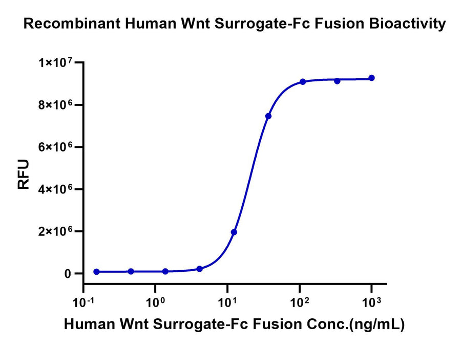 Dose-response curve showing the bioactivity of recombinant human Wnt surrogate-Fc fusion protein, with RFU increasing sigmoidally with protein concentration, demonstrating activation in HEK293T cells.