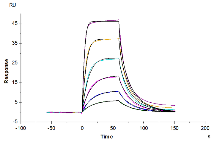 Biotinylated Mouse uPAR/PLAUR Protein (PAR-MM401B)