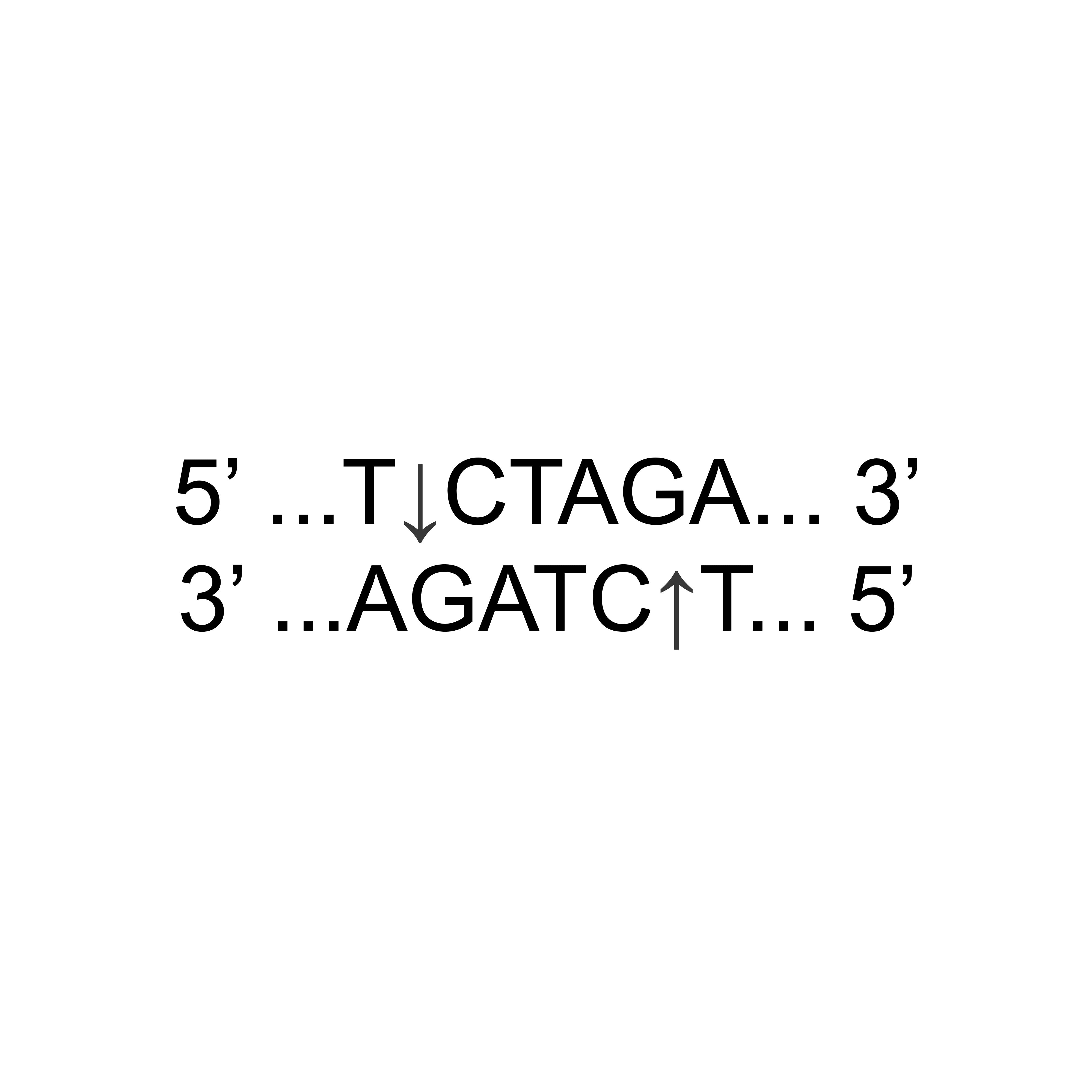 XbaI (XBAEE101) KACTUS