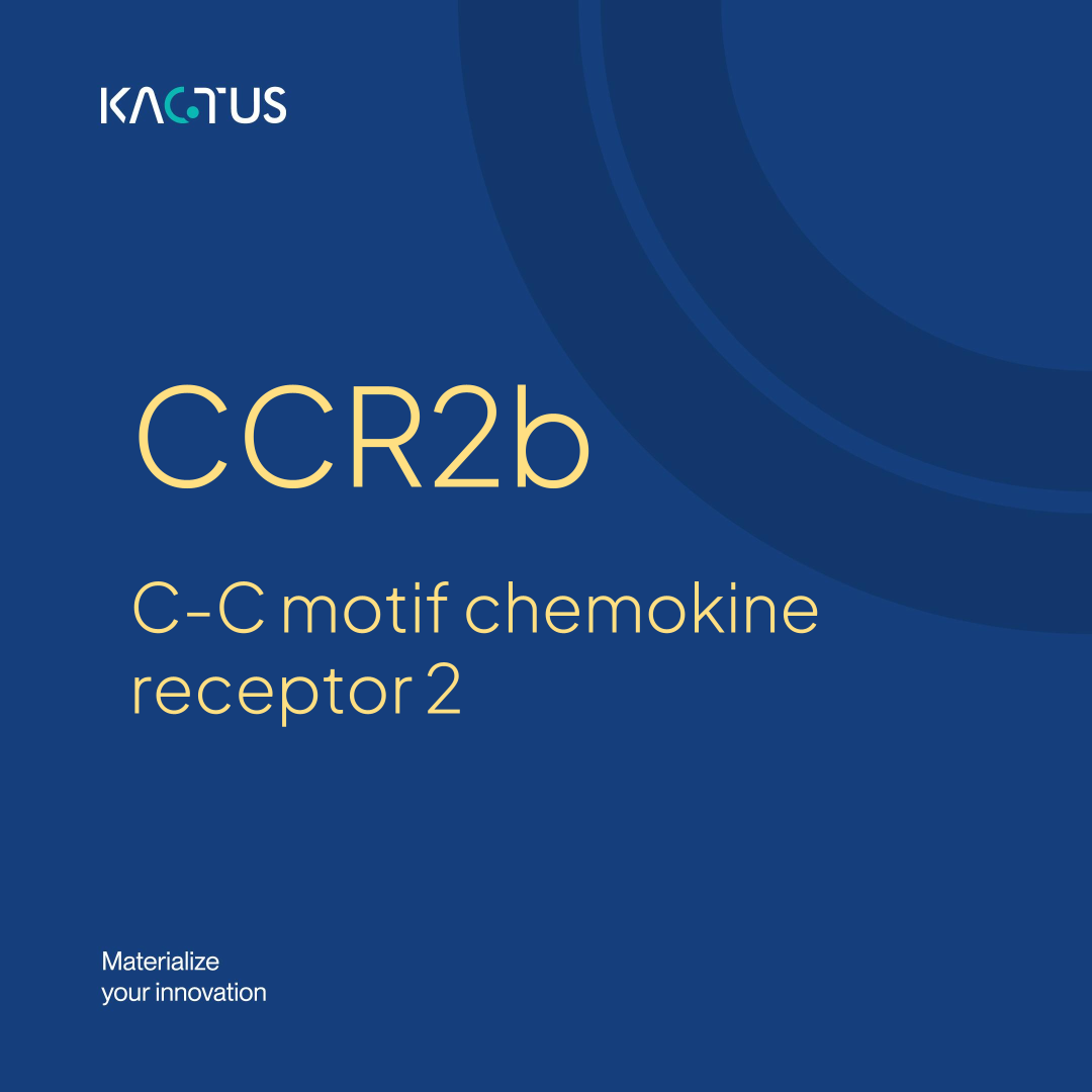 C-C Motif Chemokine Receptor 2: CCR2b
