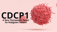 CDCP1: A New Therapeutic Target for Malignant Tumors