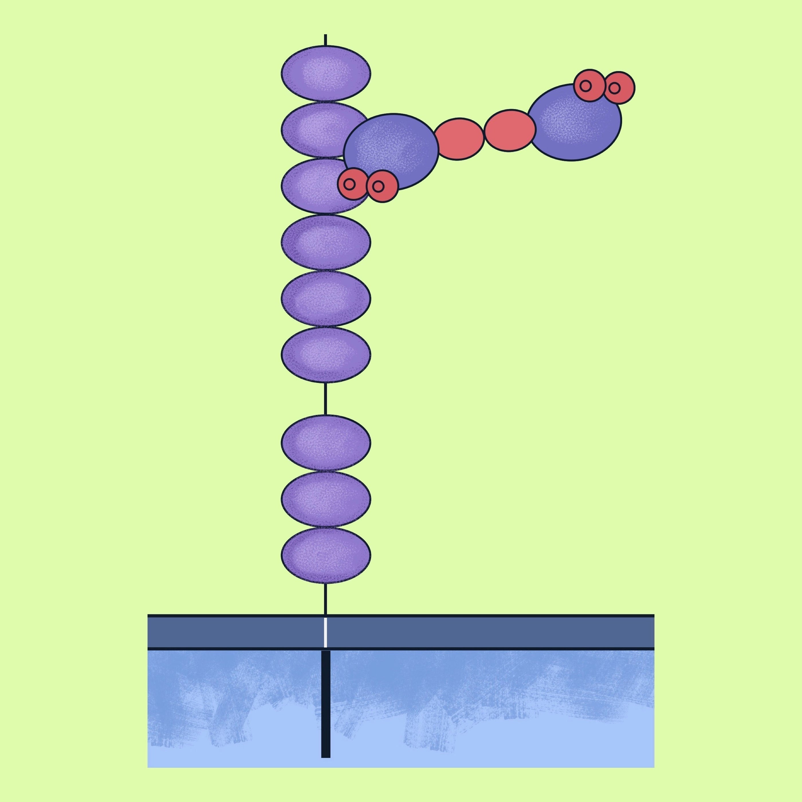 Unveiling Human CD163: A Key Player in Anti-Inflammatory Response