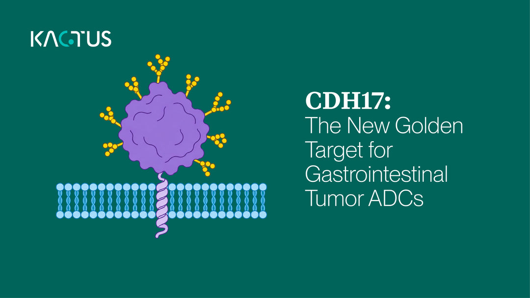 CDH17: The New Golden Target for Gastrointestinal Tumor ADCs