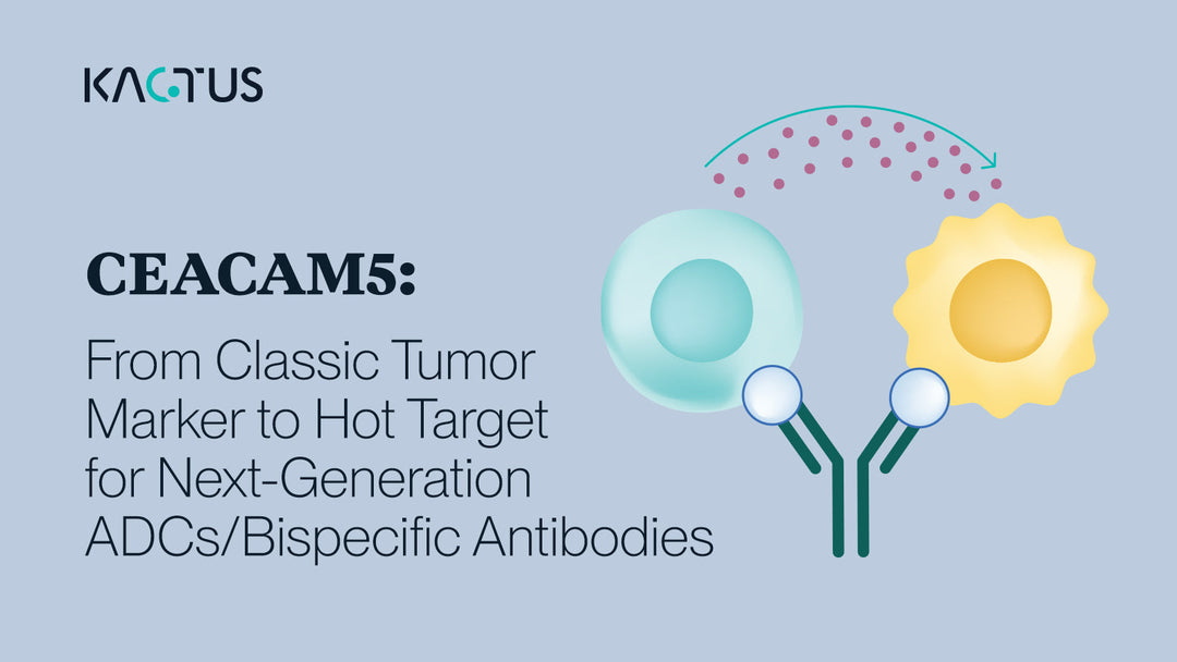 CEACAM5: From Classic Tumor Marker to Hot Target for Next-Generation ADCs/Bispecific Antibodies