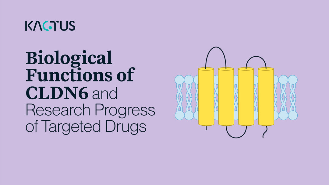 Biological Functions of CLDN6 and Research Progress of Targeted Drugs