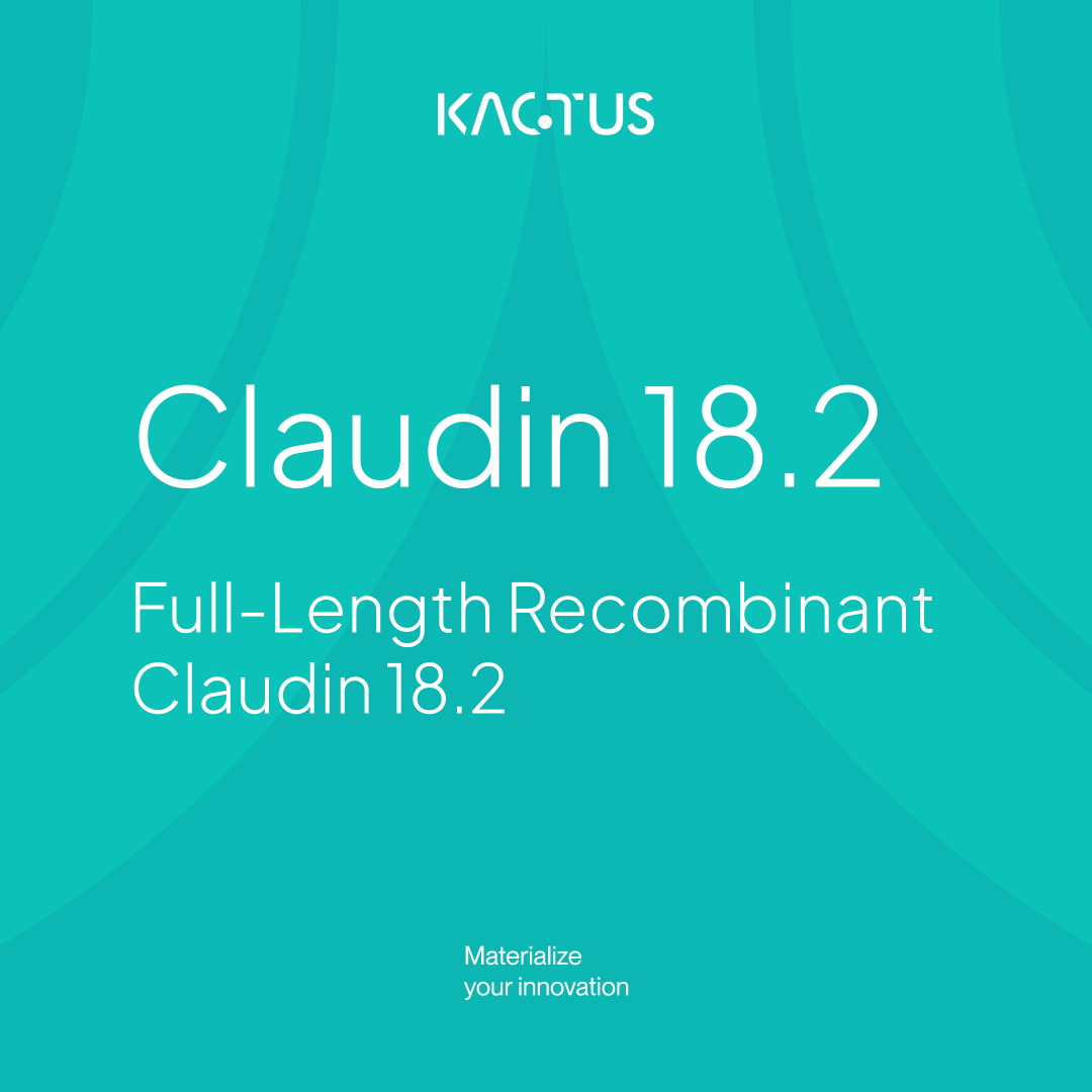 Claudin 18.2 – KACTUS