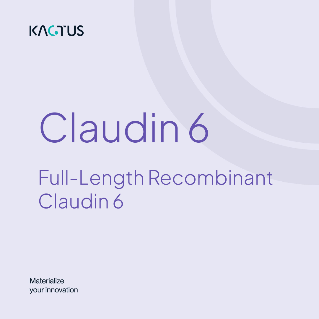 Claudin 6
