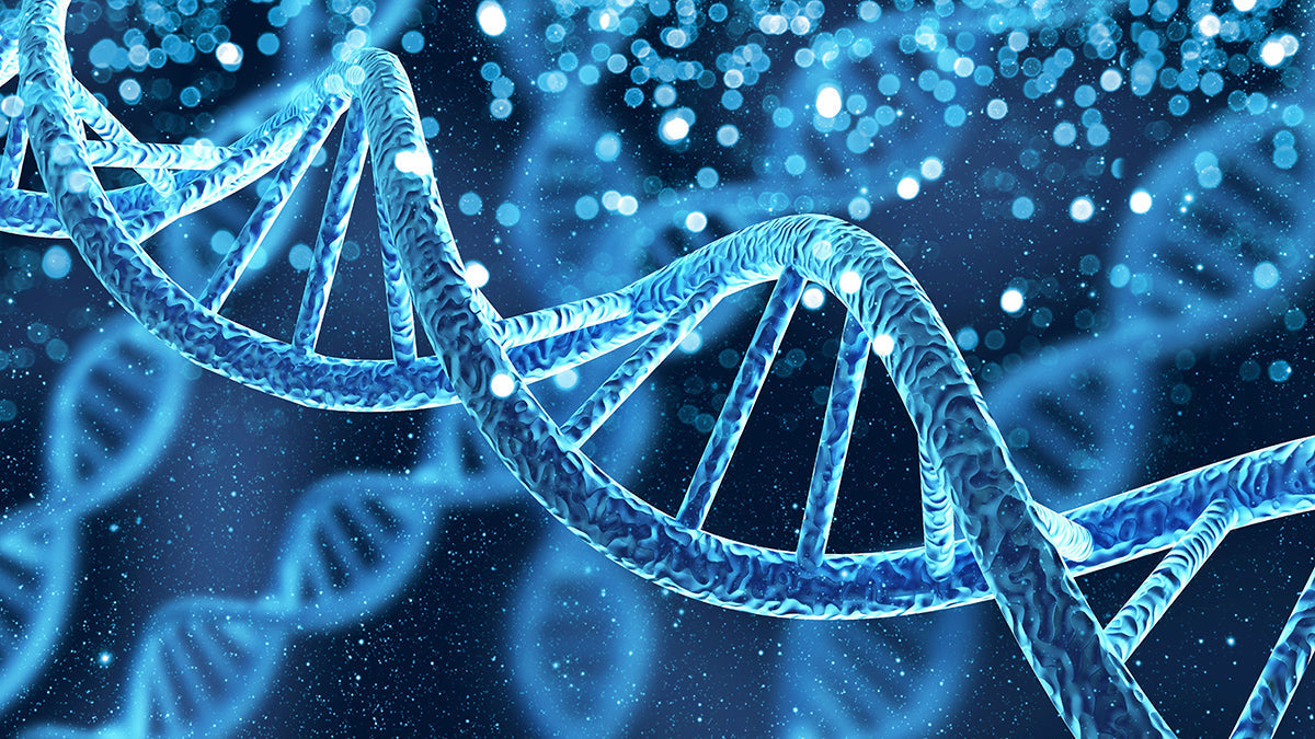 Effective Serratia marcescens Nuclease for DNA & RNA Removal: MaxNuclease™