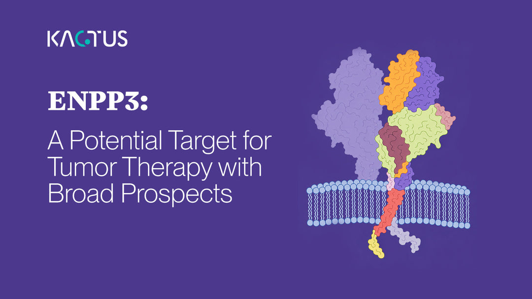ENPP3: A Potential Target for Tumor Therapy with Broad Prospects