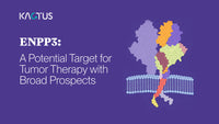 ENPP3: A Potential Target for Tumor Therapy with Broad Prospects