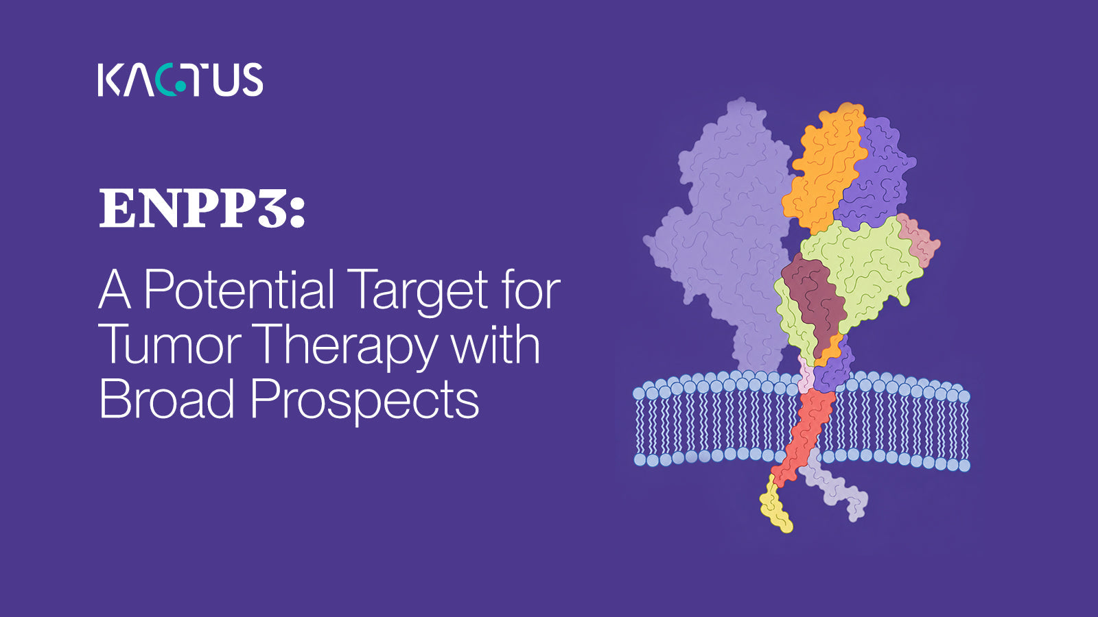 ENPP3: A Potential Target for Tumor Therapy with Broad Prospects