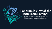 Panoramic View of the Kallikrein Family: From Structure and Function to Disease and Drug Development