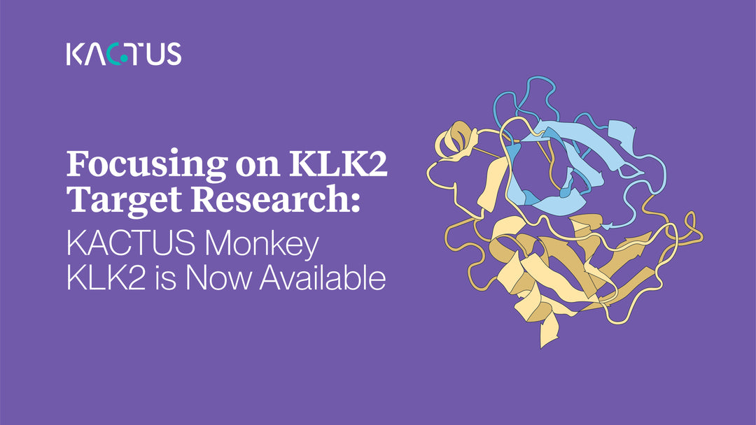Focusing on KLK2 Target Research: KACTUS Monkey KLK2 is Now Available