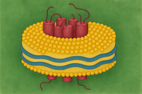 Nanodiscs: A Versatile Platform for Membrane Protein Research