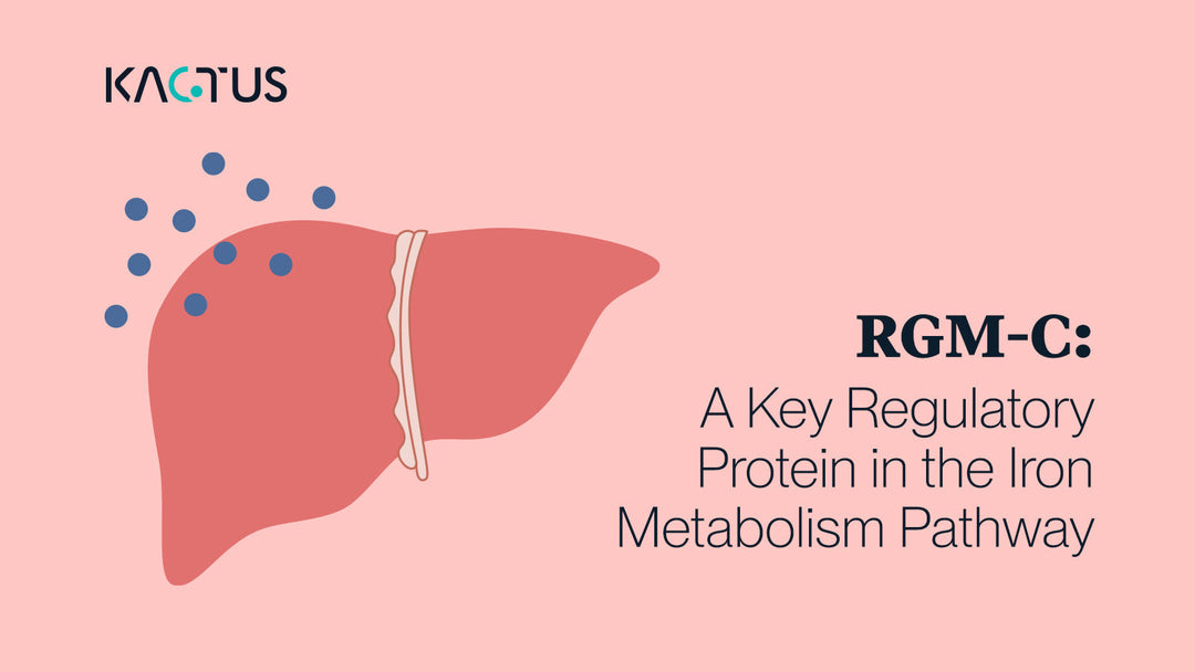 RGM-C: A Key Regulatory Protein in the Iron Metabolism Pathway