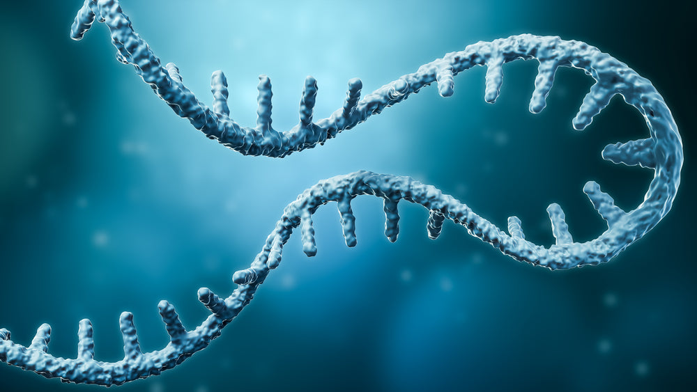 BsaI and T7 RNA Polymerase of KACTUS Pass FDA DMF Filing