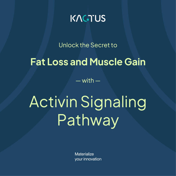 Fat Loss and Muscle Gain: Targeting the Activin Signaling Pathway