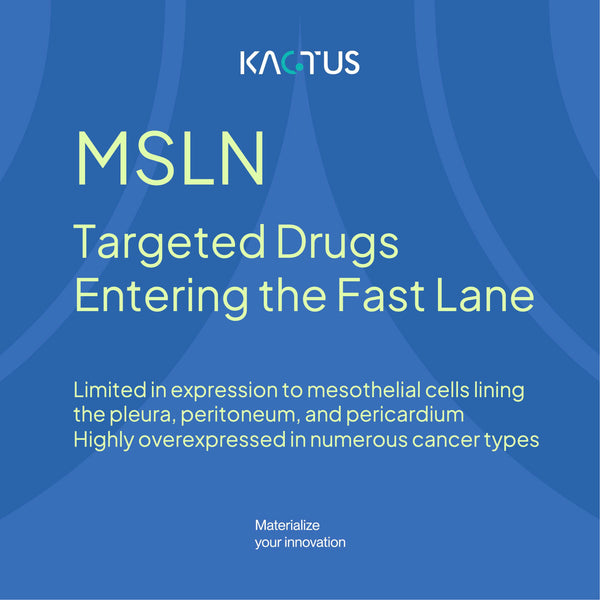 MSLN Targeted Drugs Entering the Fast Lane