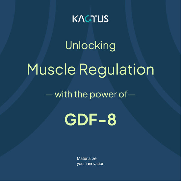 The Key to Muscle Regulation: GDF-8